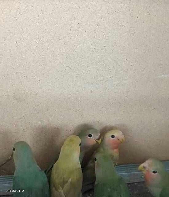 Vand pui agapornis.(Pasarea iubiri)