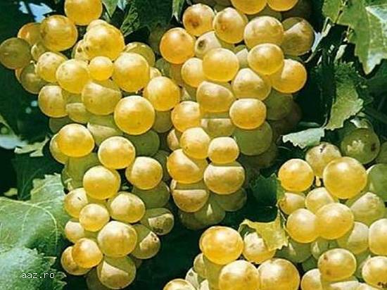 Vand Struguri de Masa Naturali