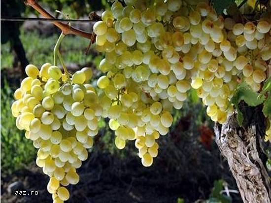 Vand Struguri de Vin Naturali