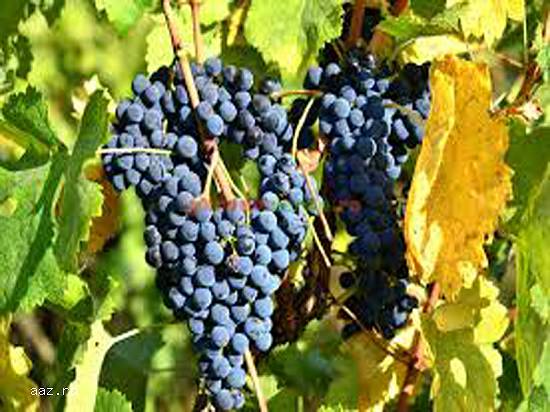 Vand Struguri de Vin Naturali