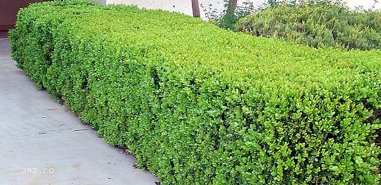 Hibiscus, Buxus si Narcise