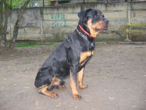 Ofer Rottweiler Monta Mascul