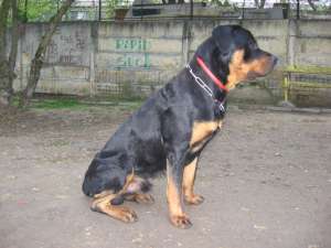Ofer Rottweiler Monta Mascul
