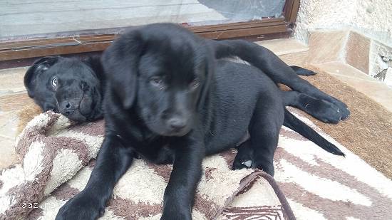 Vand pui labrador
