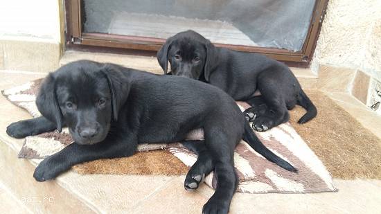 Vand pui labrador
