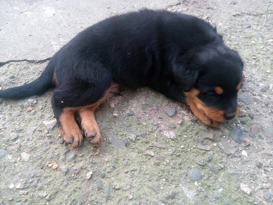 pui de rottweiler