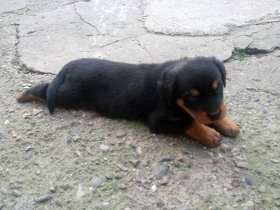 pui de rottweiler