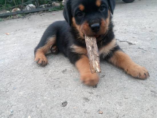 pui de rottweiler