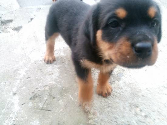 pui de rottweiler