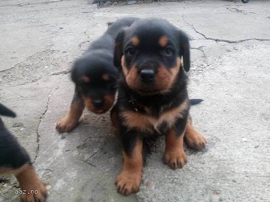 pui de rottweiler