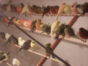 canari si ibrizi