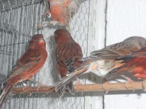 canari si ibrizi