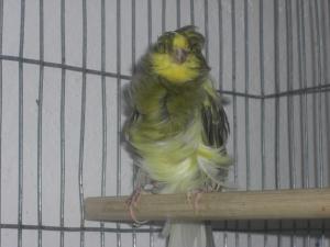 canari si ibrizi