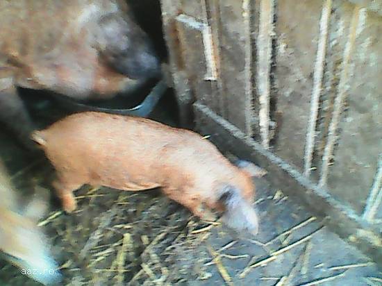 vand purcei mangalita