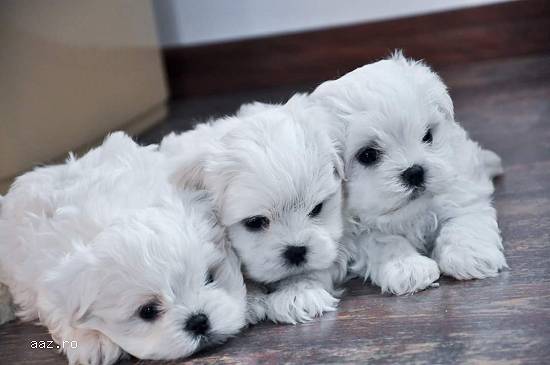 Bichon Maltez Pui Alb Impecabil
