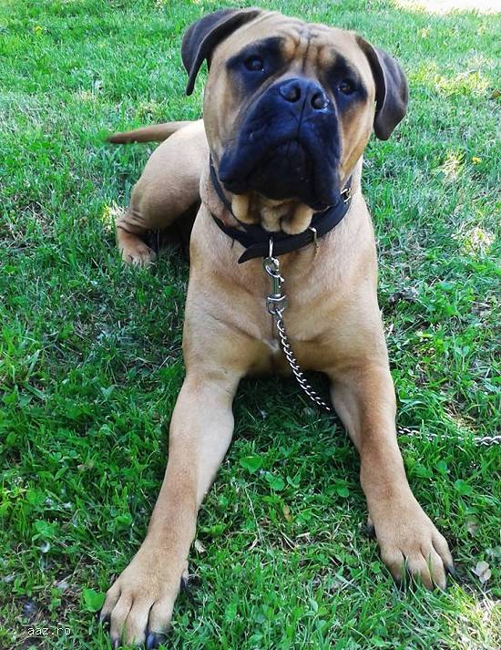 Monta Bullmastiff