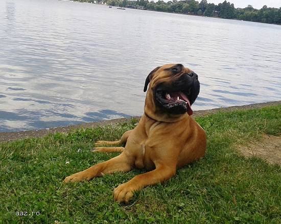 Monta Bullmastiff