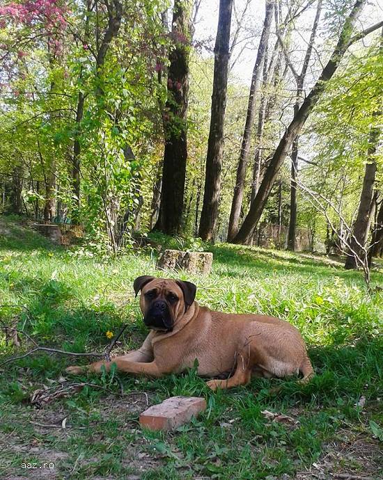 Monta Bullmastiff