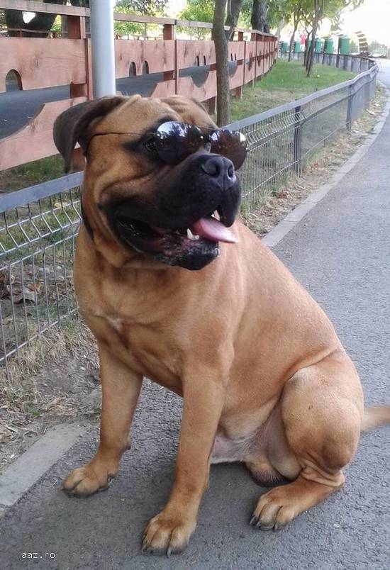 Monta Bullmastiff