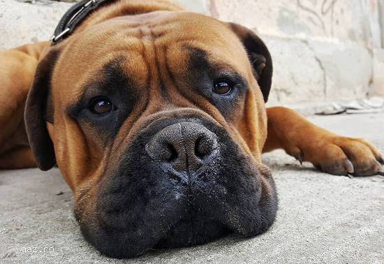 Monta Bullmastiff