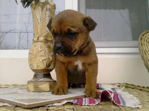 3 fetite superbe boxer la super pret!