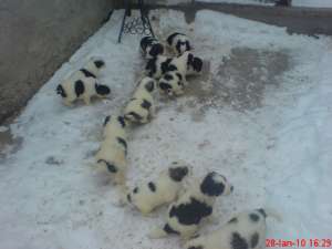 VAND CATEI SAINT BERNARD METIS CARPATIN