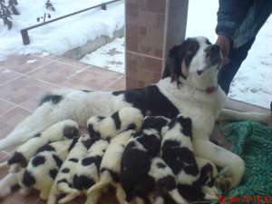 VAND CATEI SAINT BERNARD METIS CARPATIN