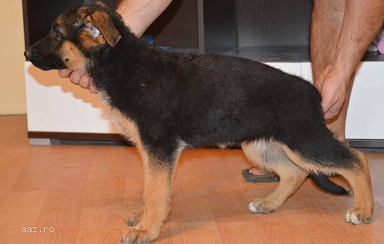 Cateii ciobanesc German rasa pura