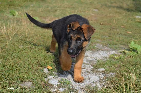Cateii ciobanesc German rasa pura