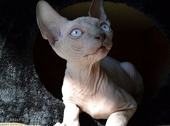 Pui pisica sphynx / sfinx