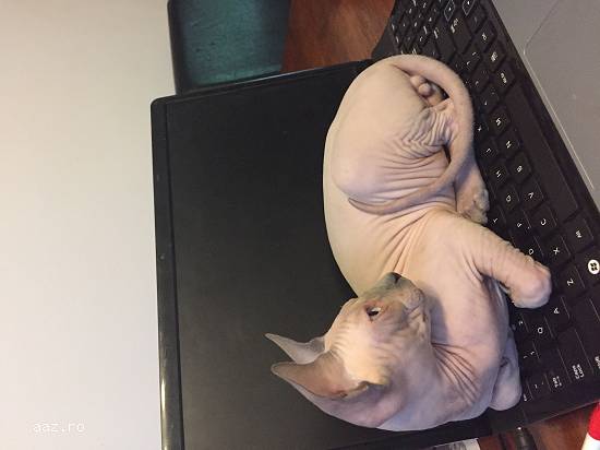 Pui pisica sphynx / sfinx