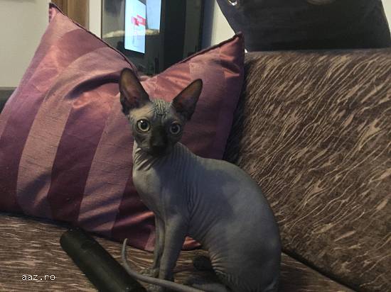 Pui pisica sphynx / sfinx