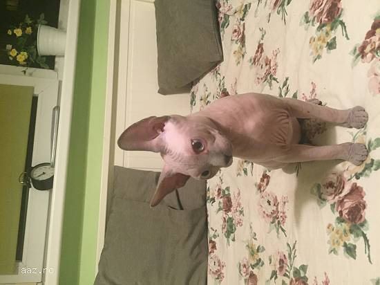 Pui pisica sphynx / sfinx