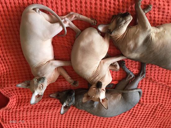 Pui pisica sphynx / sfinx