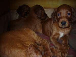 pui setter irlandez rosu