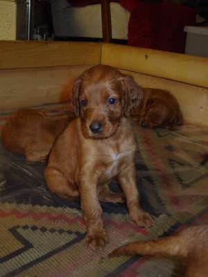 pui setter irlandez rosu
