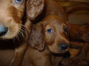 pui setter irlandez rosu