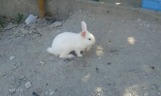 Donez 2 Iepurasi