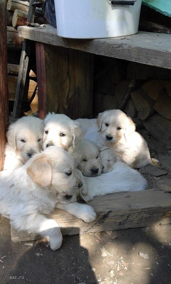 vand catelusi golden retriver