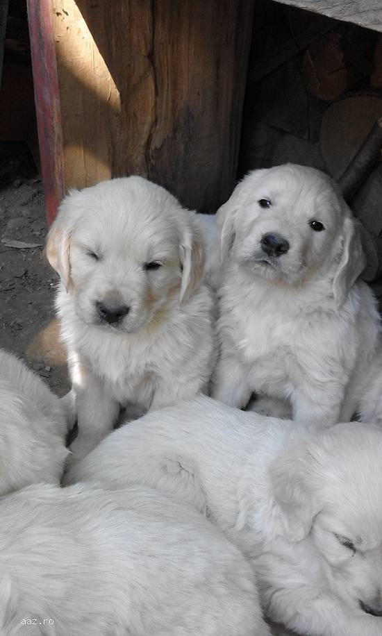 vand catelusi golden retriver