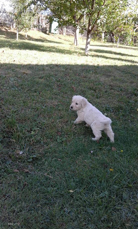 vand catelusi golden retriver