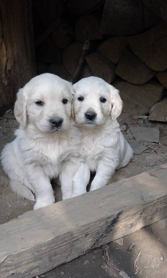 vand catelusi golden retriver