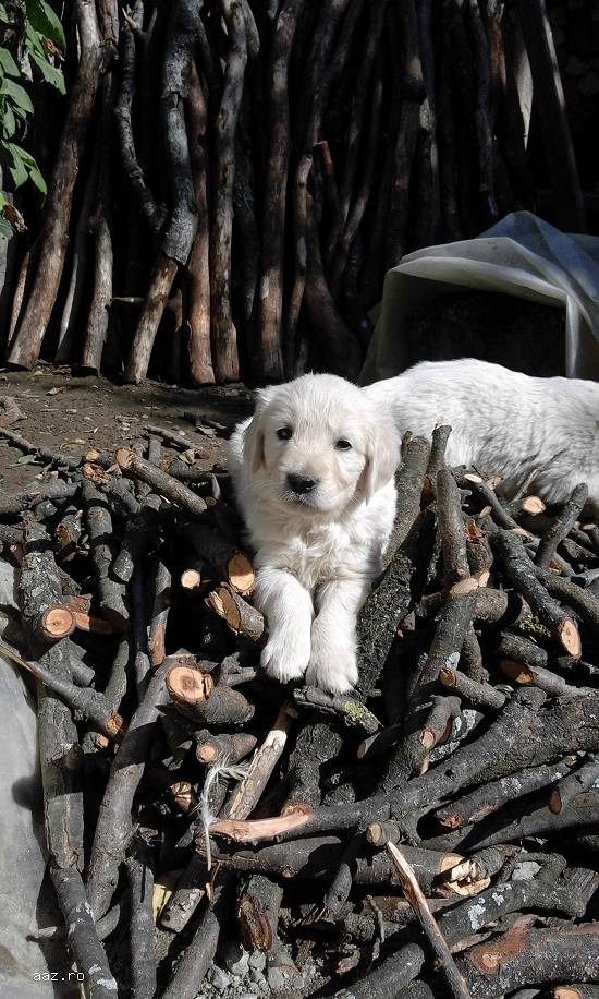 vand catelusi golden retriver