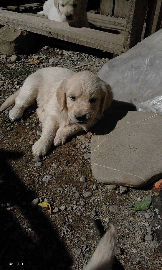 vand catelusi golden retriver
