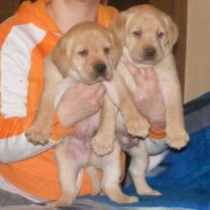 Vand catei LABRADOR RETRIEVER