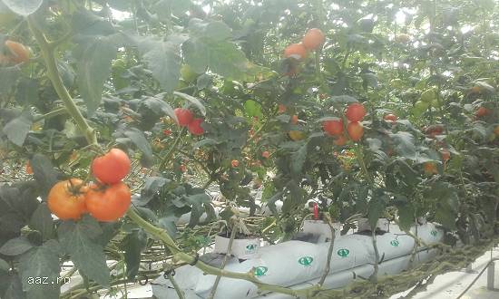 Saltea hidroponica din perlit 13L,       25L,       33L