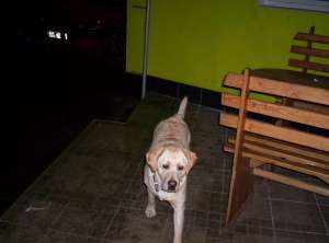 caut labrador  galben pentru monta