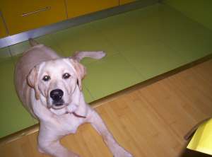 caut labrador  galben pentru monta