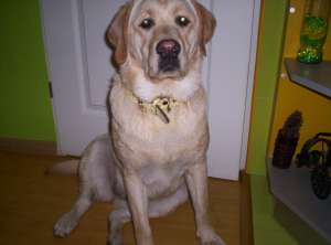 caut labrador  galben pentru monta