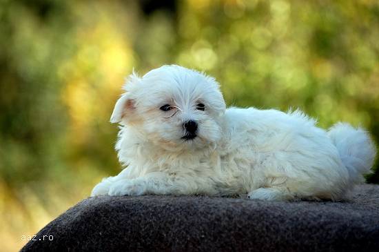 Bichon Maltez